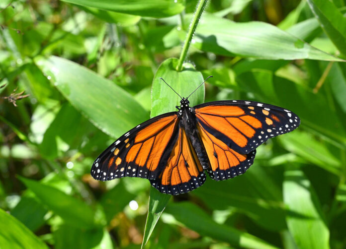A mature Monarch Butterfly ready to pollinate