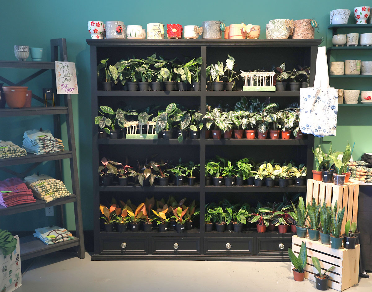 Black Cat Plant Shop Brings Rare Plants and Rock-and-Roll Vibes to Sango