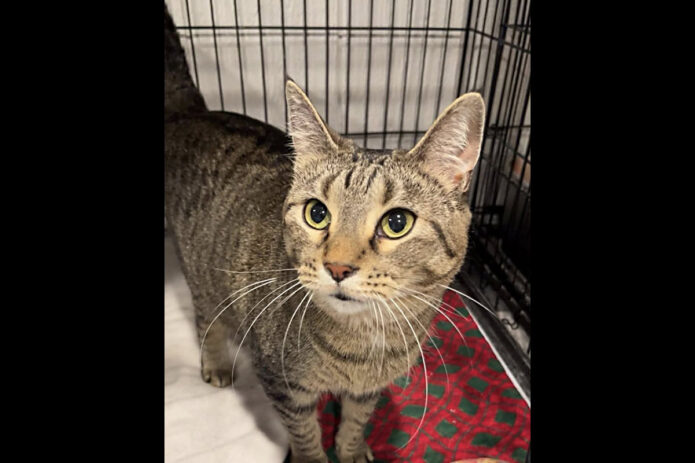Cat Adoption Team of Stewart County (CATS) - Emily