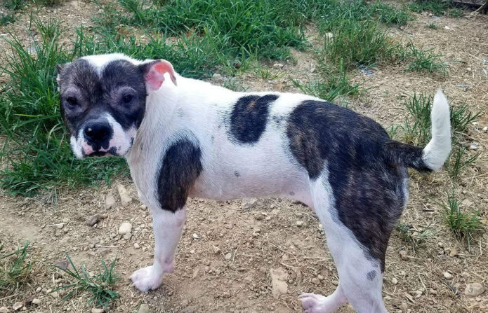 Companion Pet Rescue of Middle Tennessee - Jupiter