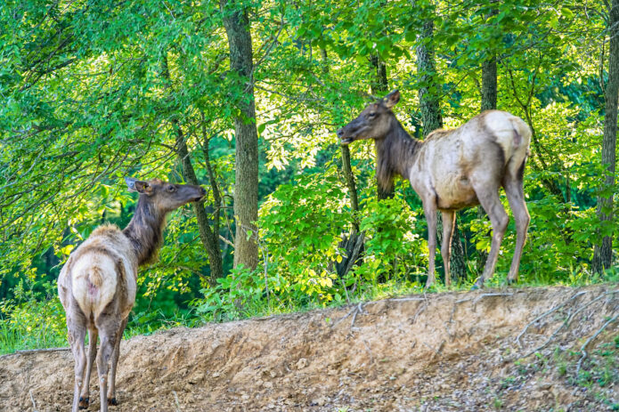 Elk at Land Between the Lakes