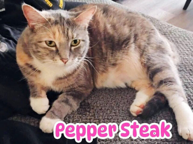 Finders Keepers Cat Rescue -Pepper Steak