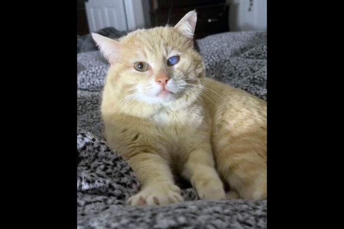 Finders Keepers Cat Rescue - Shrek