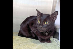 Montgomery County Animal Care and Control – Clementine