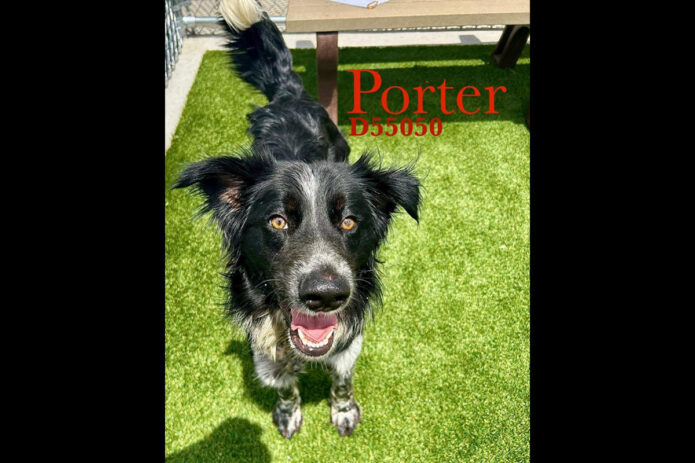 Montgomery County Animal Care and Control - Porter