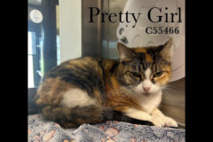 Montgomery County Animal Care and Control – Pretty Girl