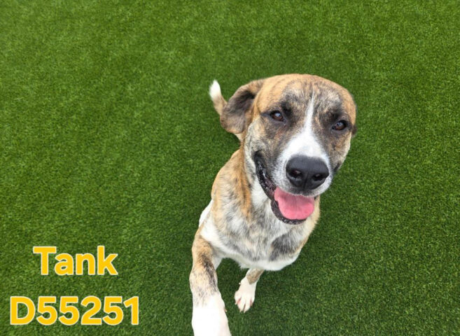 Montgomery County Animal Care and Control -Tank