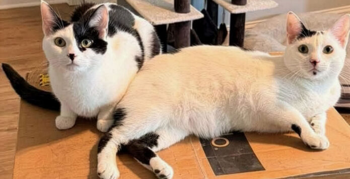 Puurrrfect Paws Rescue - Butter & Moo Moo