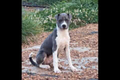 3 Friends Animal Rescue – Arnold