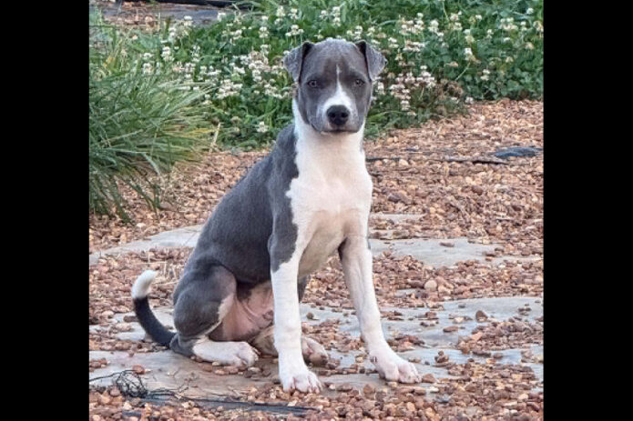 3 Friends Animal Rescue - Arnold