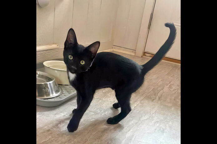 Cat Adoption Team of Stewart County (CATS) - Binni
