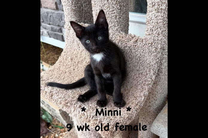 Cat Adoption Team of Stewart County (CATS) - Minni