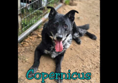 Companion Pet Rescue of Middle Tennessee – Copernicus