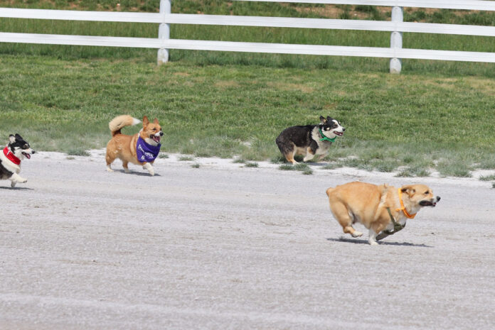 Oak Grove Racing Hosts Annual Mother’s Day Event With Harness Racing and Corgis