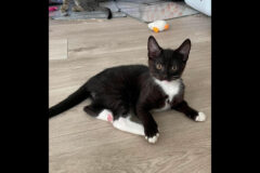 Finders Keepers Cat Rescue – Artemis
