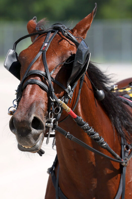 Harness racing action at Oak Grove Racing, Gaming & Hotel. (Mark Haynes, Clarksville Online) Harness racing action at Oak Grove Racing, Gaming & Hotel. (Mark Haynes, Clarksville Online)