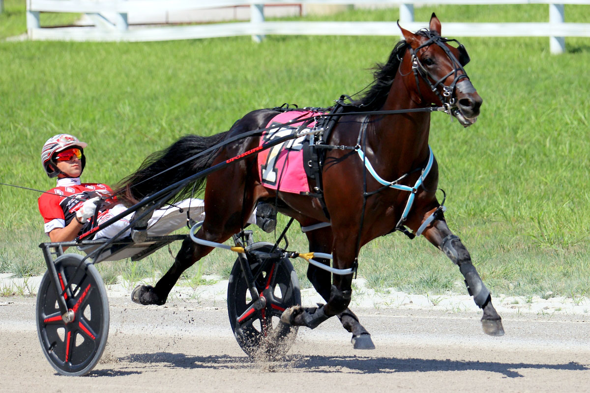 Harness racing action at Oak Grove Racing, Gaming & Hotel. (Mark Haynes, Clarksville Online) Harness racing action at Oak Grove Racing, Gaming & Hotel. (Mark Haynes, Clarksville Online)