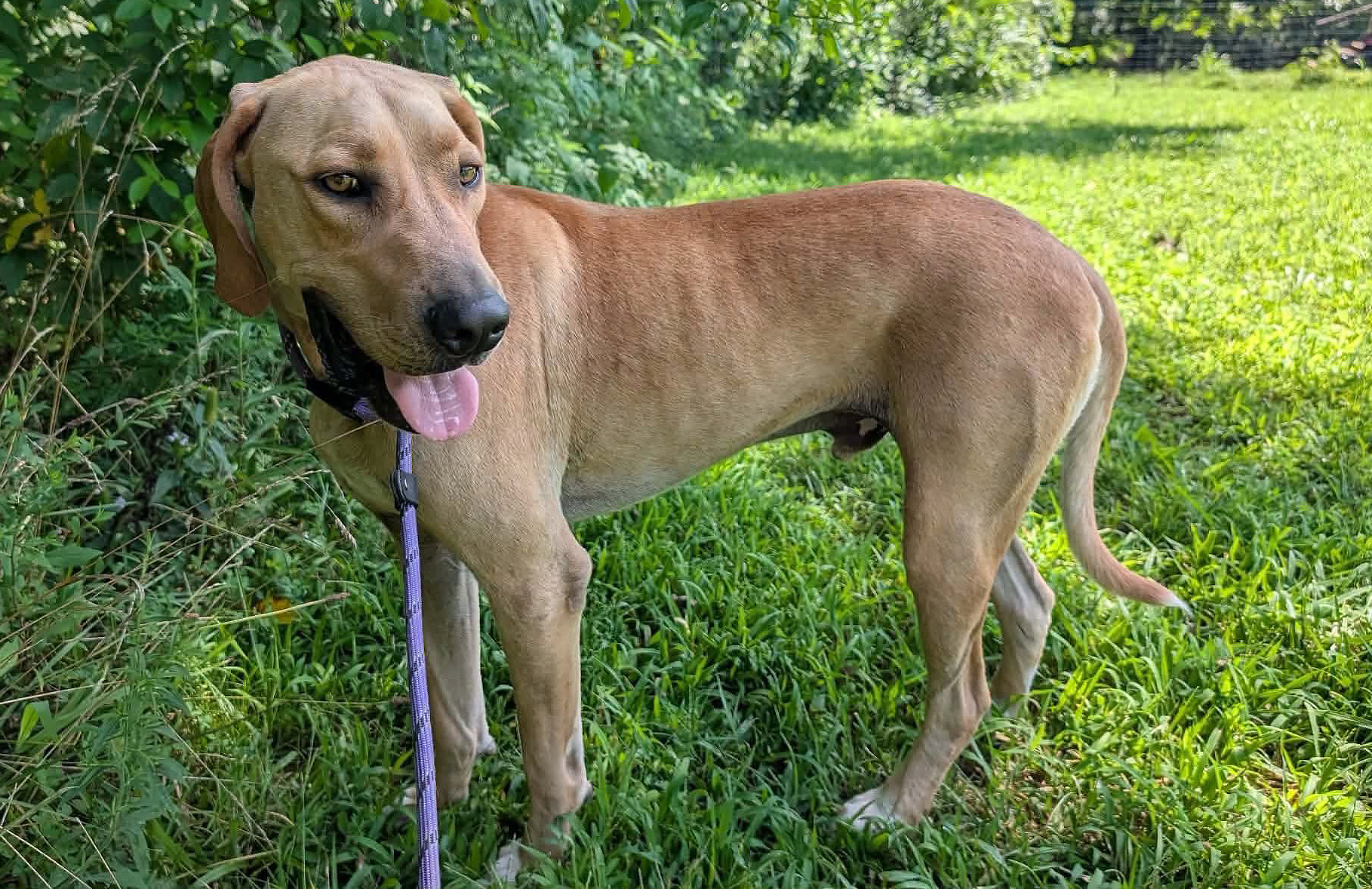 Clarksville Pets of the Week for July 27th, 2026