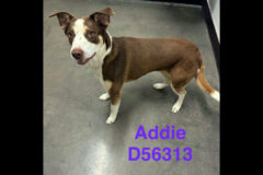 Montgomery County Animal Care and Control – Addie