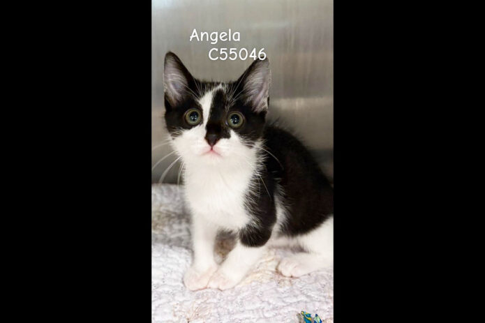 Montgomery County Animal Care and Control -Angela