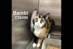 Montgomery County Animal Care and Control – Bambi