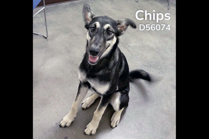 Montgomery County Animal Care and Control -Chips