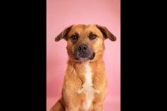 Montgomery County Animal Care and Control – Duke