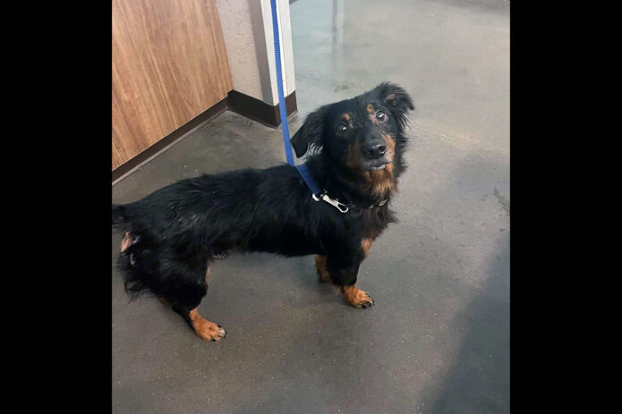 Montgomery County Animal Care and Control - Jim Bo