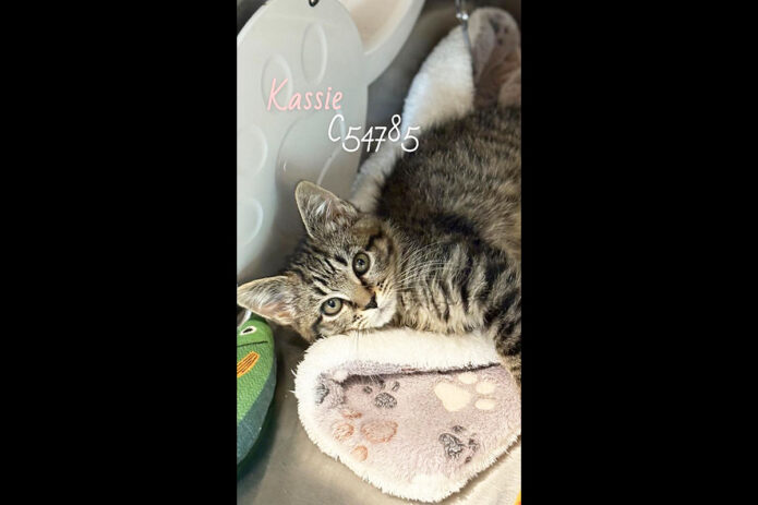 Montgomery County Animal Care and Control - Kassie