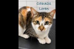 Montgomery County Animal Care and Control – Loren