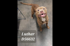 Montgomery County Animal Care and Control – Luther