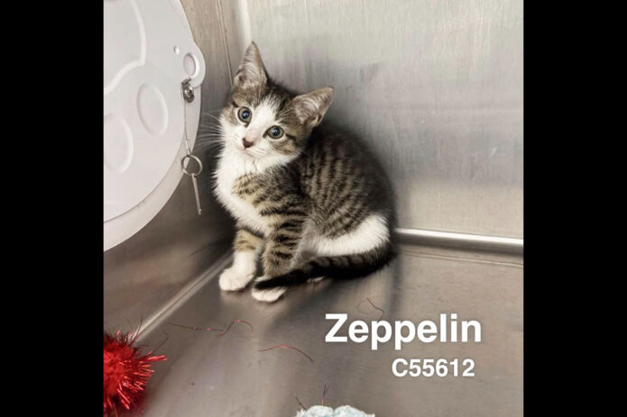 Montgomery County Animal Care and Control - Zeppelin
