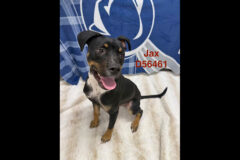 Montgomery County Animal – Jax