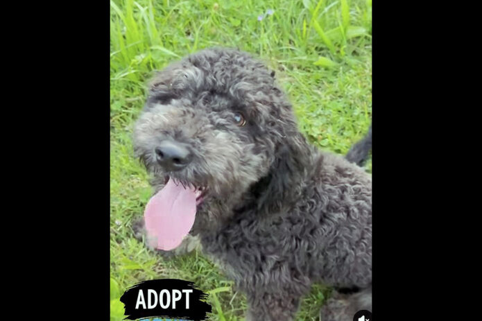 Two Ladies Caring Dog Rescue - Bach Chocolate