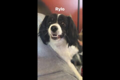 Two Ladies Caring Dog Rescue – Rylo