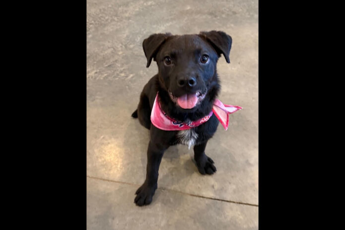 3 Friends Animal Rescue - Alice