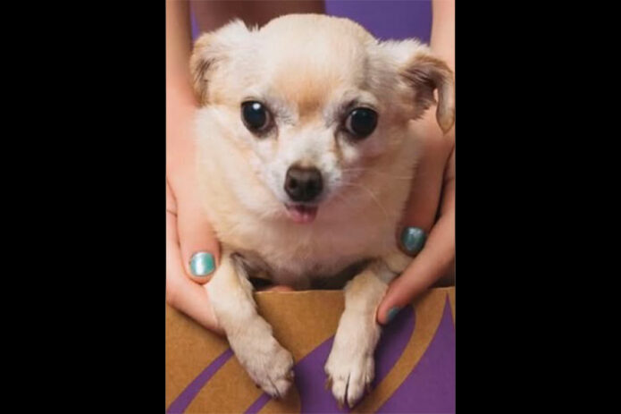 3 Friends Animal Rescue - Ella
