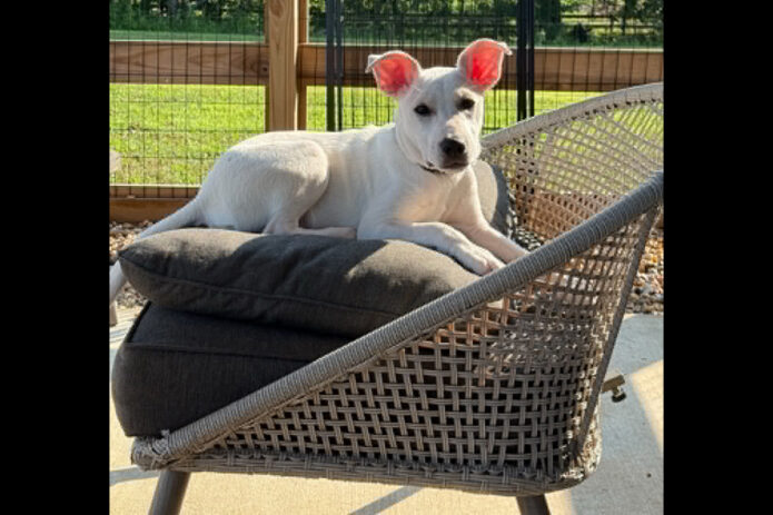 3 Friends Animal Rescue - Johnny