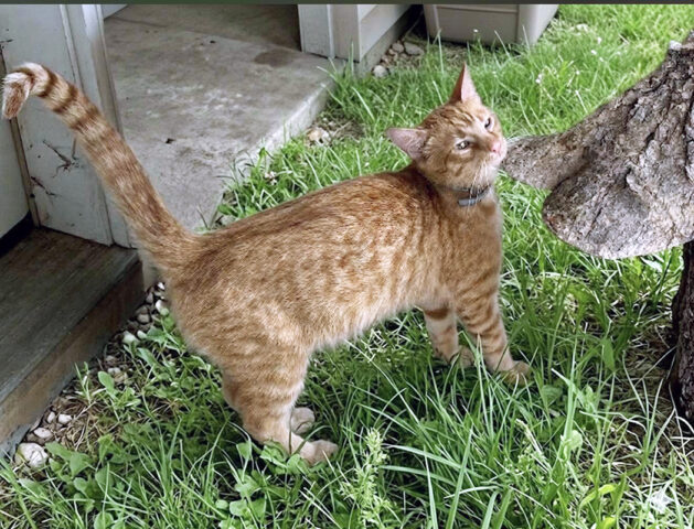 Cat Adoption Team of Stewart County (CATS) - Apollo