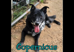 Companion Pet Rescue of Middle Tennessee – Copernicus