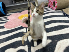 Finders Keepers Cat Rescue – Chalupa