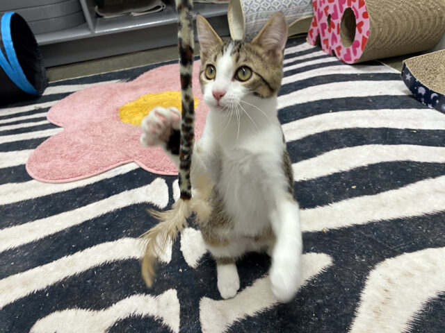 Finders Keepers Cat Rescue - Chalupa