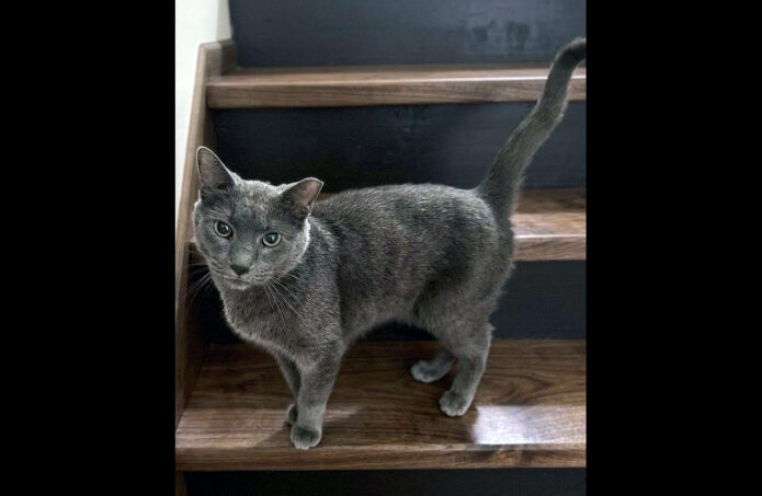 Finders Keepers Cat Rescue - Donkey