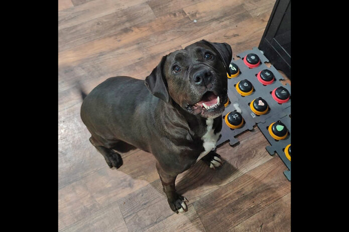 Kaylee’s Island of Misfit Dogs Rescue - Banshee