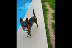 Kaylee’s Island of Misfit Dogs Rescue – Kiko