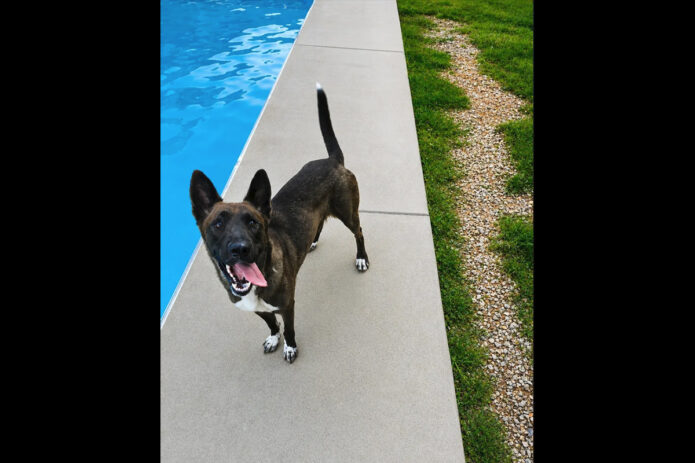 Kaylee’s Island of Misfit Dogs Rescue - Kiko