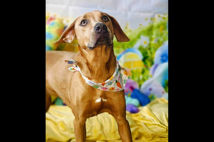 Kaylee’s Island of Misfit Dogs Rescue - Pumpkin
