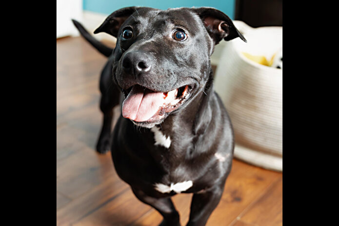 Kaylee’s Island of Misfit Dogs Rescue - Thane