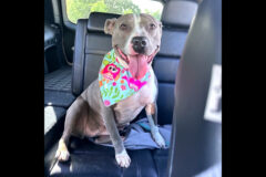 Mikaela’s Mutt Motel –  Heidi