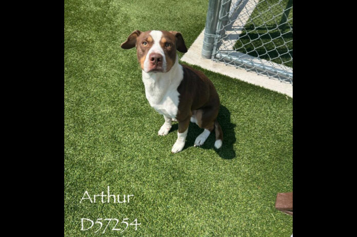 Montgomery County Animal Care and Control - Arthur
